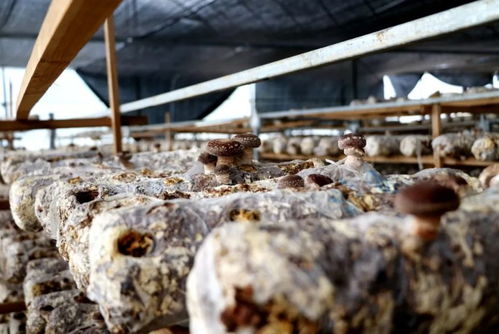 江西多措并舉助銷滯銷農產品，保障農作物種子經營穩定