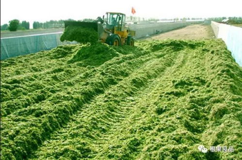 各種經濟作物如何施用生物有機肥 上篇 農作物種子經營