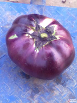 農產品銷售與農作物種子經營的融合發(fā)展策略